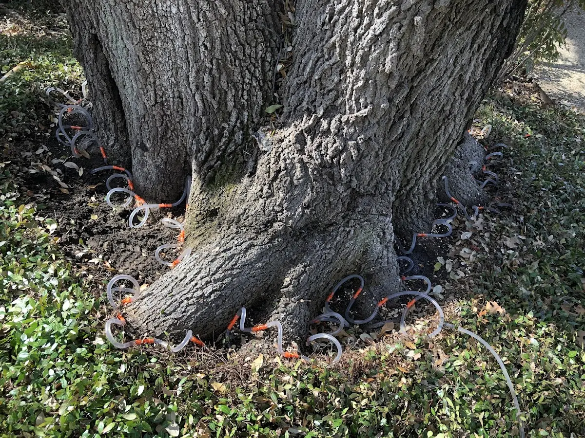 Detailed Tree Cabling and Bracing job site in Heber City